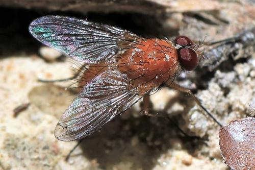 Réf. 252 334 : Phaonia pallida